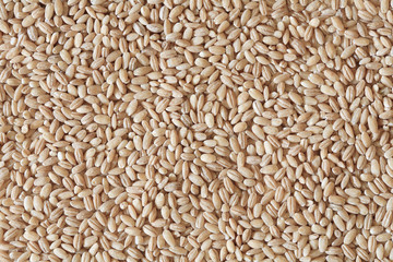 pearl barley, barley photo, barley background, dry barley, raw barley, barley grain, barley seeds, raw barley, organic barley, pile of barley