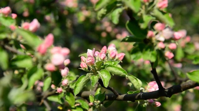 Apple orchard in bloom pink flowers