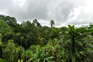Fototapeta na wymiar Tropics. Thailand. Tropical forest under a cloudy sky. 