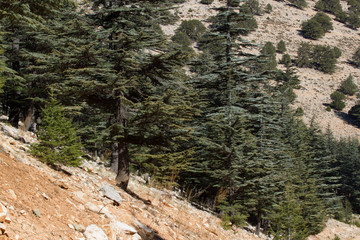 Lebanese cedar tree in the forest peak mountains