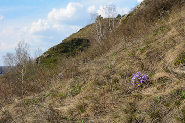 Spring flowers on a hillside