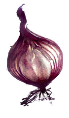watercolor onion on a white background