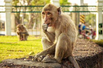 Brown marmoset sitting, thinking and eating, Lopburi, Thailand