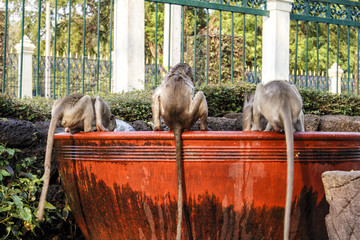 Three funny monkeys and bowl with water