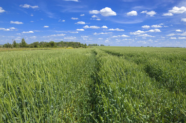 Fototapeta premium Green wheat field