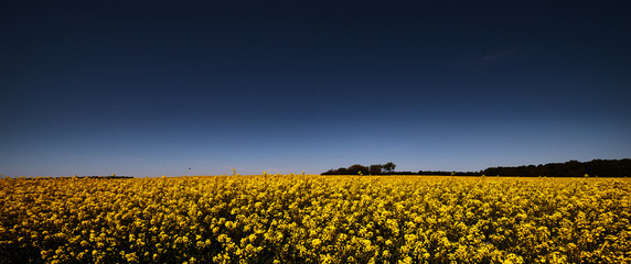 Campo di colza