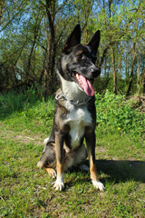 Mongrel dog for a walk in the woods