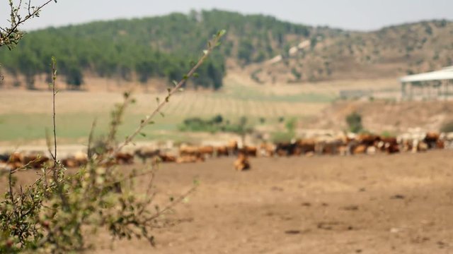Cows in the fild