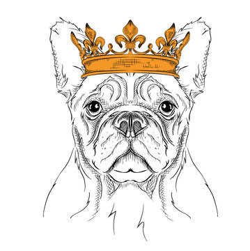 Hand draw Image Portrait dog  in the crown. African / indian / totem / tattoo design. Use for print, posters, t-shirts. Hand draw vector illustration