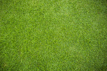 Grass top view