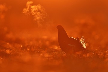 black grouse (tetrao tetrix) at sunrise