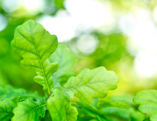 Fresh green leaves with copy space. Green oak leaves in the sun with selective focus and defocused background. Nature background in spring. 