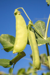 Young green pea on plant, agricuture.