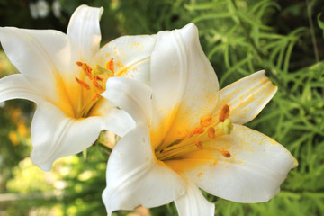 Beautiful white lilies on flowerbed