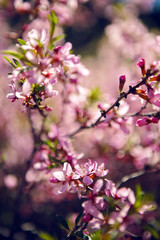 pink blooming ornamental shrub Almonds Low