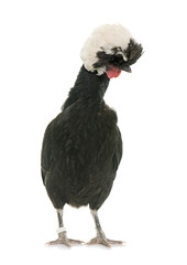 Polish chicken in studio
