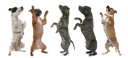 staffordshire bull terriers standing up - Powered by Adobe