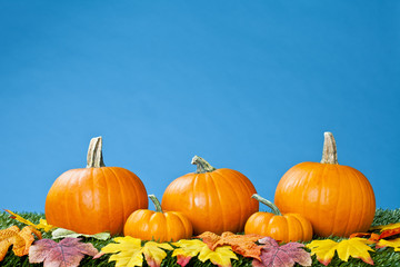 view of halloween pumpkins arranged in a row.