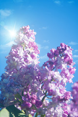 lilac flowers under blue skies, abstract natural backgrounds