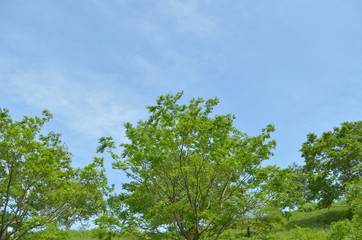 青空と新緑