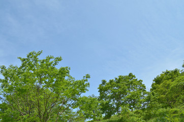 青空と新緑