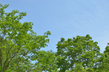 青空と新緑