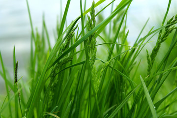 Naklejka premium Green grass on the shore of the lake in the summer