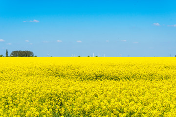 Obraz premium Rapsfeld vor blauem Himmel und Windrädern am Horizont