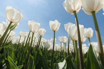 Sunny tulip field with white tulips