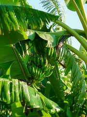 Obraz na płótnie Canvas Green bananas on tree.