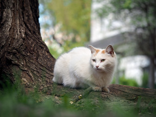 Naklejka na ściany i meble Street cat sitting in the grass near the tree. The cat is white. Sick animals, eyes fester. The concept of the problem of stray animals in the cities. 