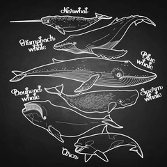 Collection of graphic whales © Ekaterina Glazkova