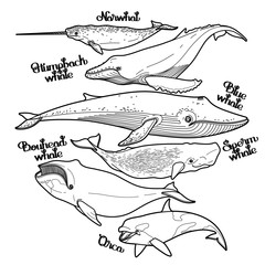 Collection of graphic whales © Ekaterina Glazkova