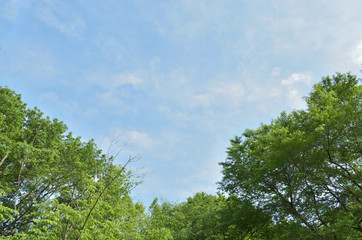 青空と新緑