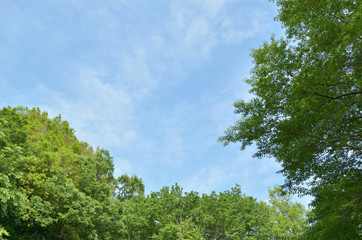 青空と新緑