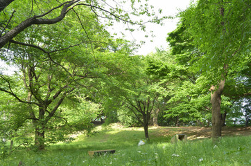 新緑の公園