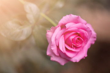 Red roses close up. Background.