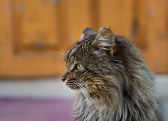 unruffled wild cat
