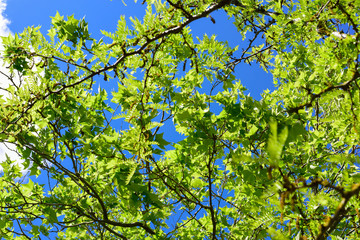 Fototapeta na wymiar green leaves and blue sky