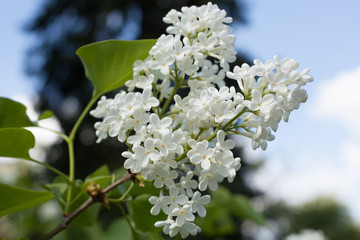 Weisser Flieder Strauch