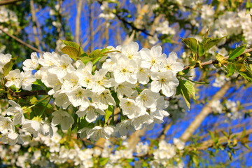 white cherry blossom