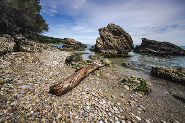 tronco sulla spiaggia di ciottoli