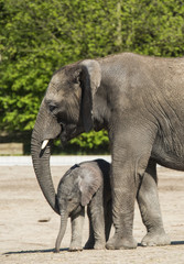 african elephant with calf
