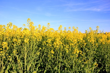 yellow rapeseed field and blue sky