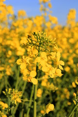 rapeseed flower