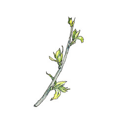 Botanical illustration in watercolor