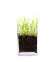 Fresh green grass in a square vase