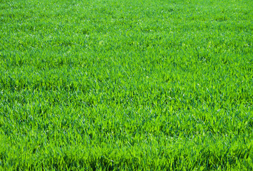 Close up on fresh green grass texture background