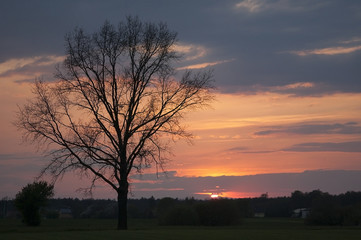 Fototapeta na wymiar lonely tree sunset clouds