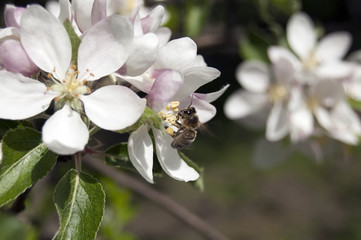 Bee working on a stamens flower 